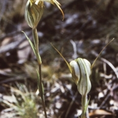 Diplodium ampliatum (Large Autumn Greenhood) at Bungonia, NSW - 5 Mar 1999 by BettyDonWood