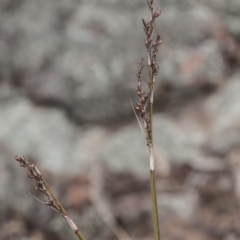 Lepidosperma laterale (Variable Sword Sedge) at The Pinnacle - 14 Apr 2015 by RussellB