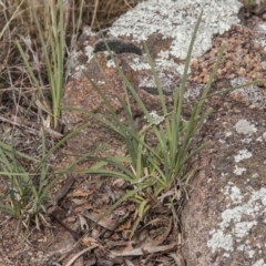 Lomandra filiformis subsp. coriacea (Wattle Matrush) at The Pinnacle - 14 Apr 2015 by RussellB