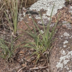 Lomandra filiformis subsp. coriacea (Wattle Matrush) at The Pinnacle - 13 Apr 2015 by RussellB