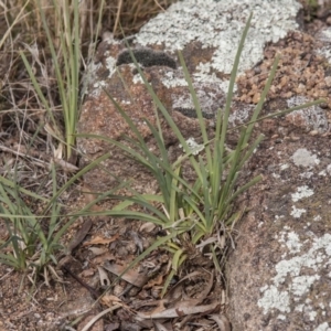 Lomandra filiformis subsp. coriacea at The Pinnacle - 14 Apr 2015 12:00 AM