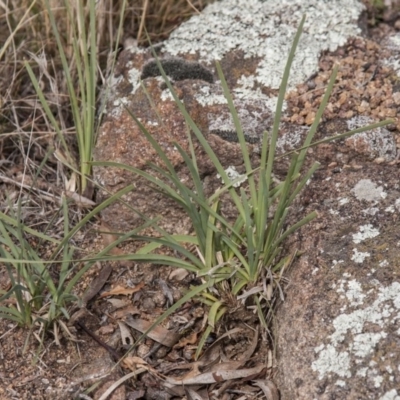 Lomandra filiformis subsp. coriacea (Wattle Matrush) at The Pinnacle - 13 Apr 2015 by RussellB