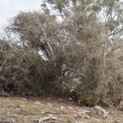 Lycium ferocissimum (African Boxthorn) at Dunlop, ACT - 14 Apr 2015 by RussellB