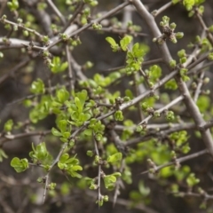 Lycium ferocissimum at Dunlop, ACT - 14 Apr 2015