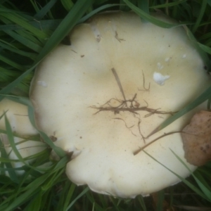 Agaricus sp. at Acton, ACT - 21 Apr 2015