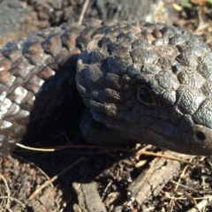 Tiliqua rugosa (Shingleback Lizard) at Majura, ACT - 24 Aug 2014 by AaronClausen