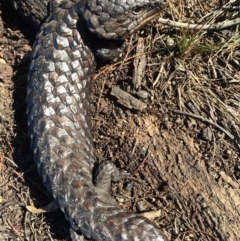 Tiliqua rugosa at Majura, ACT - 24 Aug 2014 02:42 PM