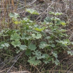 Malva neglecta (Dwarf Mallow) at Dunlop, ACT - 14 Apr 2015 by RussellB