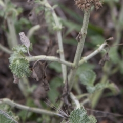 Marrubium vulgare (Horehound) at Dunlop, ACT - 13 Apr 2015 by RussellB