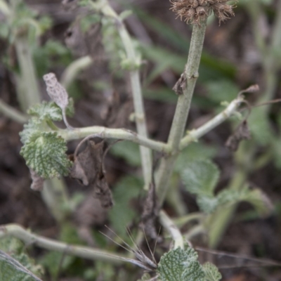 Marrubium vulgare (Horehound) at Dunlop, ACT - 13 Apr 2015 by RussellB