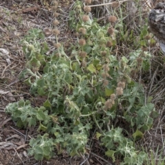 Marrubium vulgare at Dunlop, ACT - 14 Apr 2015