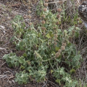 Marrubium vulgare at Dunlop, ACT - 14 Apr 2015 12:00 AM