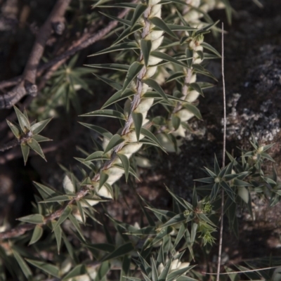 Melichrus urceolatus (Urn Heath) at The Pinnacle - 13 Apr 2015 by RussellB