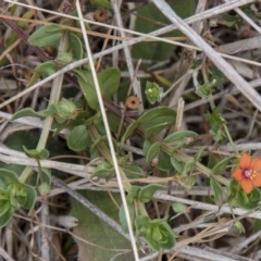 Lysimachia arvensis (Scarlet Pimpernel) at Dunlop, ACT - 13 Apr 2015 by RussellB
