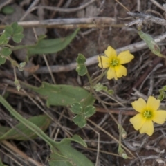 Oxalis perennans (Grassland Wood Sorrel) at Dunlop, ACT - 14 Apr 2015 by RussellB