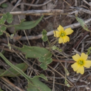 Oxalis perennans at Dunlop, ACT - 14 Apr 2015 12:00 AM