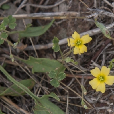 Oxalis perennans (Grassland Wood Sorrel) at Dunlop, ACT - 14 Apr 2015 by RussellB