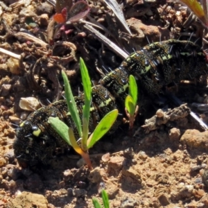 Apina callisto at Coombs, ACT - 13 Sep 2018