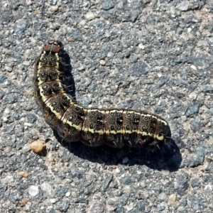 Apina callisto at Coombs, ACT - 13 Sep 2018