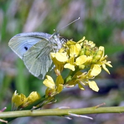 Pieris rapae (Cabbage White) at Coombs, ACT - 13 Sep 2018 by RodDeb