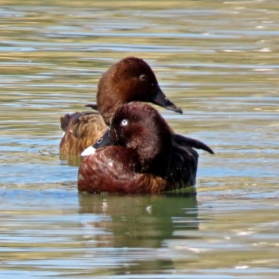 Aythya australis (Hardhead) at Coombs, ACT - 13 Sep 2018 by RodDeb