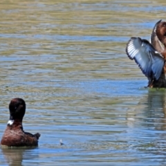 Aythya australis at Coombs, ACT - 13 Sep 2018