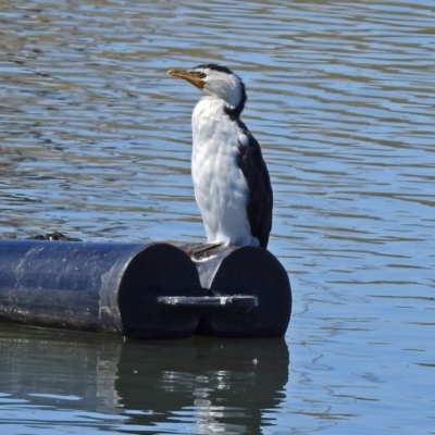 Microcarbo melanoleucos (Little Pied Cormorant) at Coombs Ponds - 13 Sep 2018 by RodDeb
