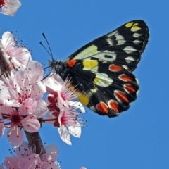 Delias aganippe (Spotted Jezebel) at Coombs, ACT - 13 Sep 2018 by RodDeb