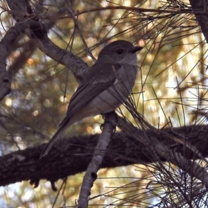 Pachycephala pectoralis at Acton, ACT - 13 Sep 2018