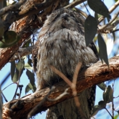 Podargus strigoides (Tawny Frogmouth) at Acton, ACT - 13 Sep 2018 by RodDeb