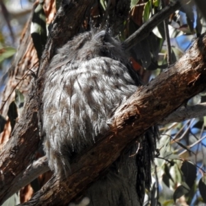 Podargus strigoides at Acton, ACT - 13 Sep 2018