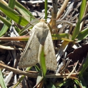 Helicoverpa punctigera at Coombs Ponds - 13 Sep 2018