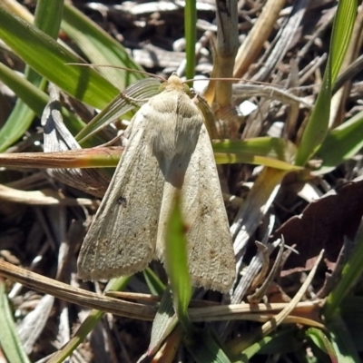 Helicoverpa punctigera (Native Budworm) at Coombs Ponds - 13 Sep 2018 by RodDeb