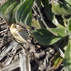 Helicoverpa punctigera at Coombs Ponds - 13 Sep 2018