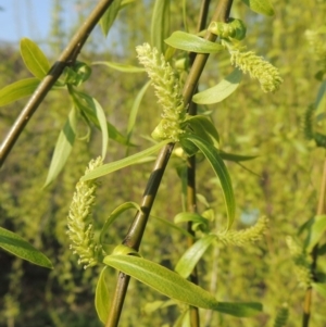 Salix babylonica at Molonglo River Reserve - 11 Sep 2018 05:35 PM