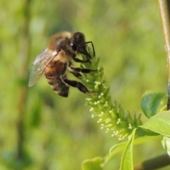 Apis mellifera (European honey bee) at Coombs, ACT - 11 Sep 2018 by michaelb