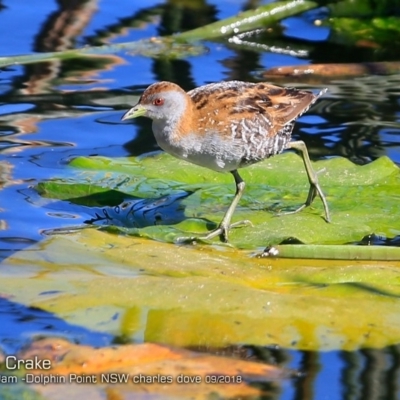 Zapornia pusilla (Baillon's Crake) at Burrill Lake, NSW - 14 Sep 2018 by CharlesDove