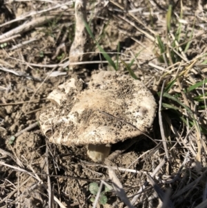 Agaricus sp. at Symonston, ACT - 14 Sep 2018 01:17 PM