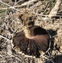 Agaricus sp. at Symonston, ACT - 14 Sep 2018 01:17 PM