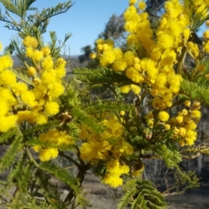 Acacia decurrens at Isaacs Ridge - 14 Sep 2018 03:27 PM