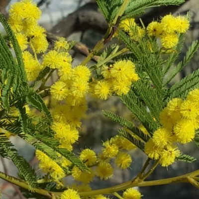 Acacia sp. (A Wattle) at Isaacs Ridge - 14 Sep 2018 by Mike