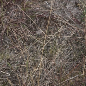 Panicum effusum at Dunlop, ACT - 14 Apr 2015