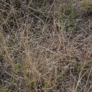 Panicum effusum at Dunlop, ACT - 14 Apr 2015 12:00 AM