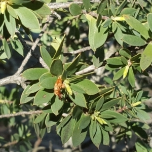 Styphelia triflora at Isaacs Ridge - 14 Sep 2018