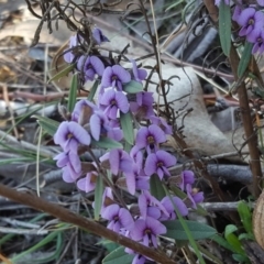 Hovea heterophylla (Common Hovea) at Isaacs Ridge - 14 Sep 2018 by Mike