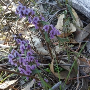 Hovea heterophylla at Isaacs Ridge - 14 Sep 2018 03:03 PM