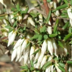 Styphelia fletcheri subsp. brevisepala at Jerrabomberra, ACT - 14 Sep 2018