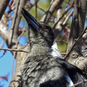 Gymnorhina tibicen at Macarthur, ACT - 14 Sep 2018