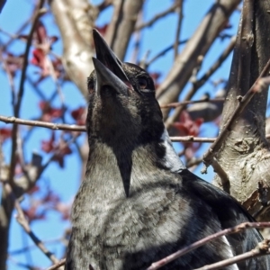 Gymnorhina tibicen at Macarthur, ACT - 14 Sep 2018