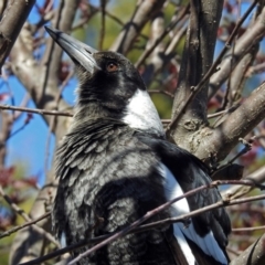 Gymnorhina tibicen at Macarthur, ACT - 14 Sep 2018